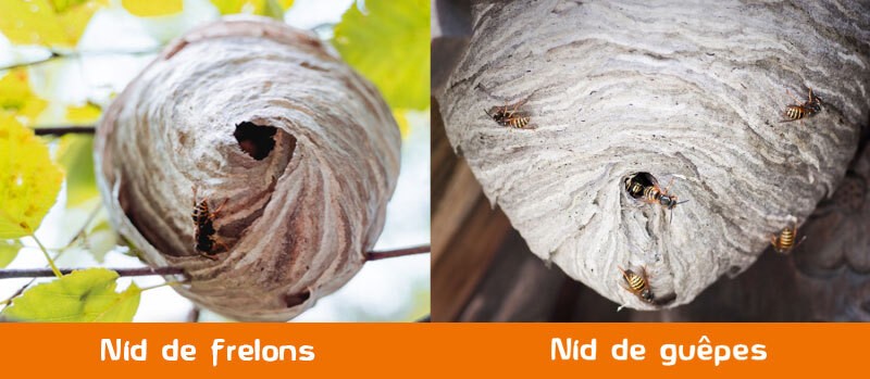 comparaison nid de frelon et de guepes